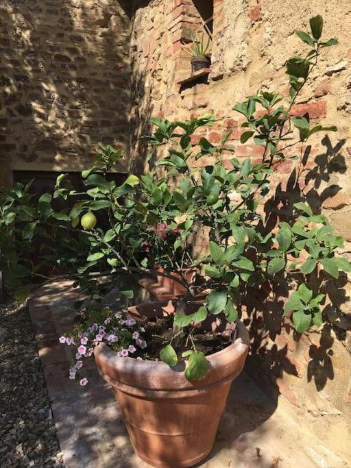 Agli Olivi Di Marciano Apartman Siena Kültér fotó
